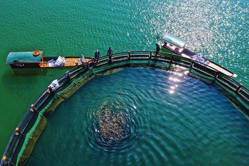 Khai thác tiềm năng nuôi trồng thủy sản hồ chứa