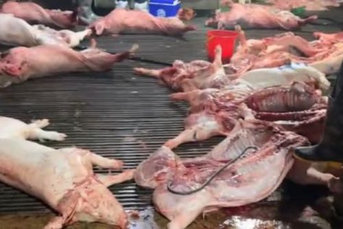 Gần 300 tấn thịt lợn bệnh: Lỗ hổng nghiêm trọng trong kiểm dịch và giết mổ