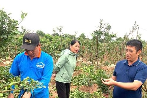 Nguồn vốn ủy thác - 'đòn bẩy' giúp nông dân Nam Phù phát triển kinh tế