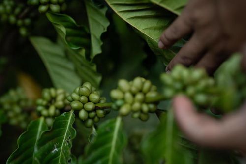 Cà phê robusta lên ngôi nhờ khí hậu
