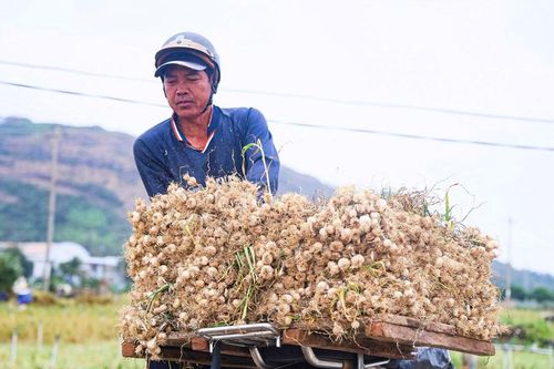 'Shipper' ruộng tỏi ở Lý Sơn tất bật chạy đua thời vụ