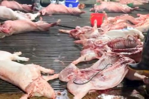 Phụ huynh đề nghị làm rõ thông tin bếp ăn trường học nào đã tiêu thụ lợn bệnh