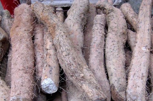 Loại củ đặc sản chùa Hương hỗ trợ tiêu hóa, 2 nhóm người cần thận trọng