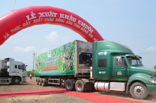 220 tấn chuối xuất ngoại một ngày, Đồng Nai dồn lực vào thị trường tỷ dân