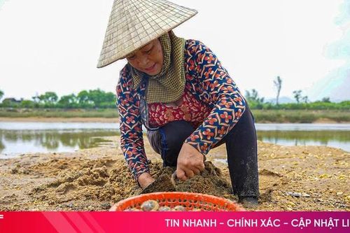 Về Cẩm Lạc xem người dân thu hoạch 'lộc sông'