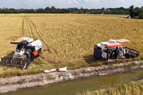 Nỗi lo 'trúng mùa, hụt lãi' của nông dân vụ Đông Xuân