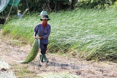 Giá lác (cói) Vĩnh Long phục hồi, người trồng lãi hàng trăm triệu/ha