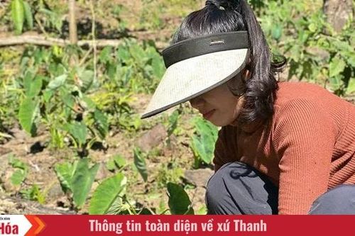 Cây khoai mán giúp thoát nghèo ở thôn Nghèo