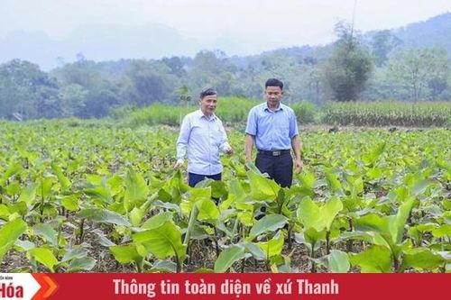 Chuyện về cây dong riềng