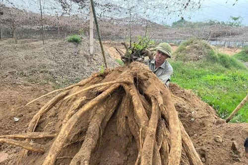 Nông dân làm giàu từ mô hình trồng sắn dây