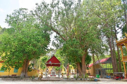 Cây trăm tuổi giữ hồn quê