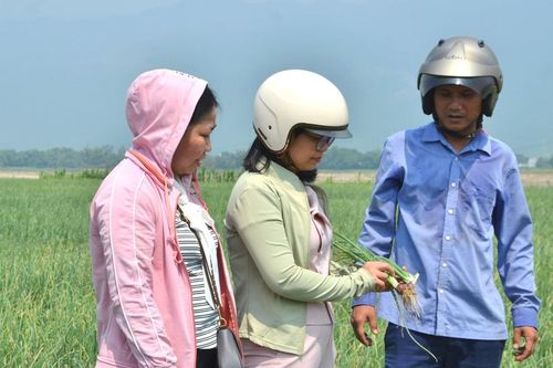 Mạnh dạn thử nghiệm mô hình sản xuất nông nghiệp mới
