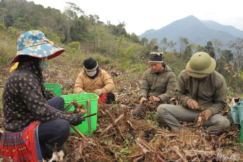 Khuyến cáo không mở rộng diện tích dong riềng