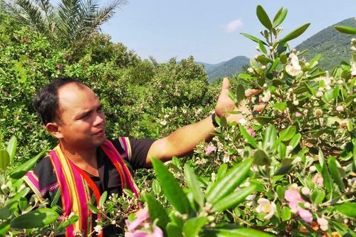 Lão nông tạo đồi 'sim tím mộng mơ' thu hút du khách
