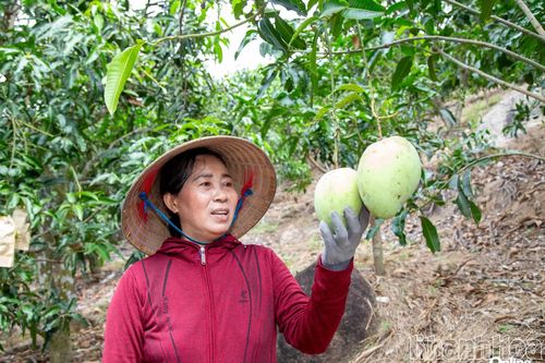 Diện tích trồng trọt ổn định, sản lượng tăng