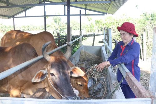Xã Hòa Trí: Tiếp sức cho phụ nữ phát triển kinh tế