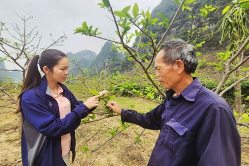 Phòng trừ sâu bệnh hại na