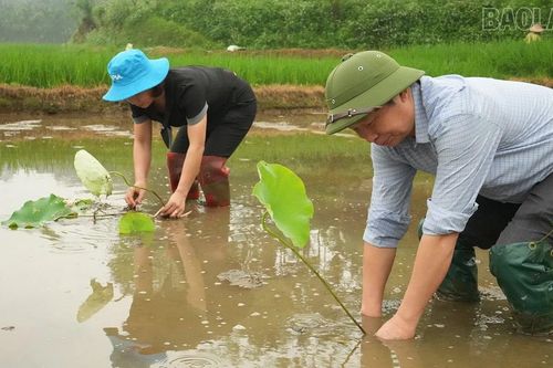 Trấn Yên khảo nghiệm các giống sen mới