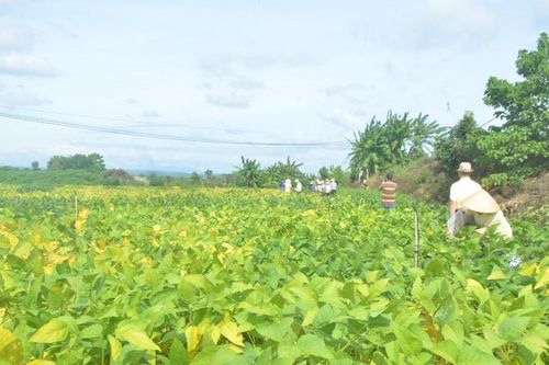 Tái cơ cấu nông nghiệp ở phía Tây tỉnh Lâm Đồng
