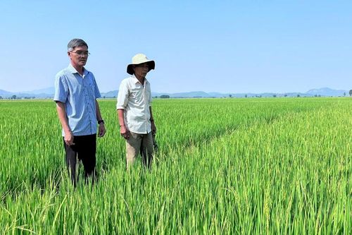 Lúa đông xuân được mùa nhưng nông dân Lâm Đồng kém vui vì rớt giá