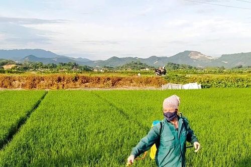 Phòng trừ sâu bệnh hại lúa Xuân