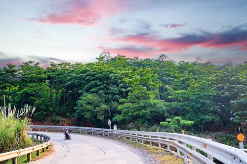 Trong veo mùa hoa trẩu