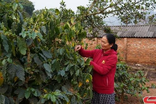 Tập trung chăm sóc cây cà phê thời kỳ ra hoa