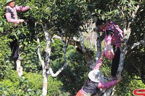 Cây chè Shan tuyết cổ thụ ở bản Ôn Ốc