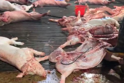 Góc nhìn văn hóa: Thêm hồi chuông cảnh tỉnh đạo đức và quản lý từ vụ '300 tấn thịt lợn bệnh' vào bếp ăn trường học