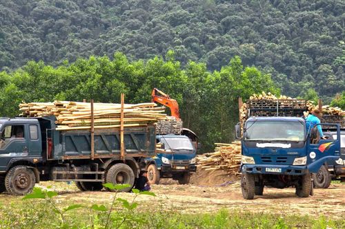 Quảng Trị: Tăng cường quản lý các điểm thu gom nguyên liệu rừng trồng, gỡ vướng đất đai