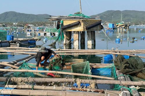 Lý do người nuôi tôm hùm chưa tiếp cận được hỗ trợ sau bão lũ lịch sử