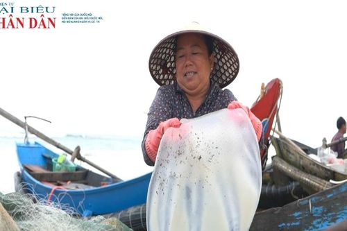 Quảng Trị: Nhộn nhịp mùa sứa Bến Hải
