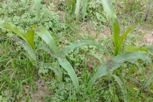 Tập trung chỉ đạo phòng trừ Châu Chấu gây hại cây trồng