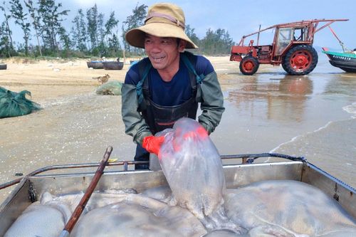 Ngư dân Nghệ An trúng 'lộc biển', mỗi ngày thu tiền triệu