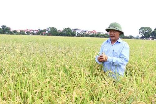 Hà Nội mở rộng vùng nguyên liệu, nâng tầm gạo xuất khẩu