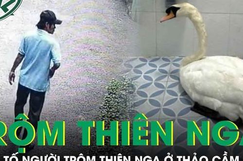 Khởi tố người đàn ông trộm thiên nga trắng trong Thảo Cầm Viên đi bán