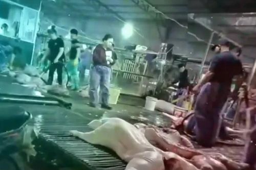 Hà Nội tổng kiểm tra các cơ sở giết mổ, cung cấp thực phẩm vào bếp ăn trường học