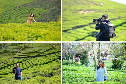 Đồi chè Cầu Đất, từ nông trường chè của người Pháp đến điểm check in 'siêu hot' tại Đà Lạt