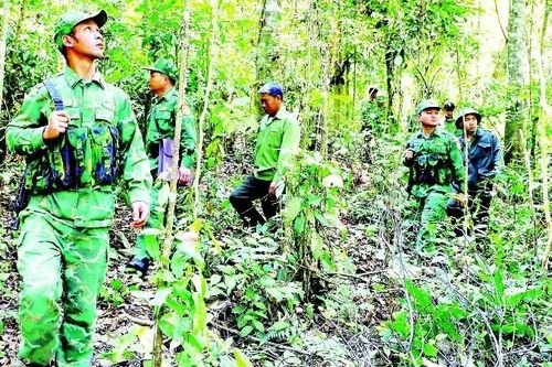 Triển khai đồng bộ giải pháp bảo vệ rừng phòng hộ