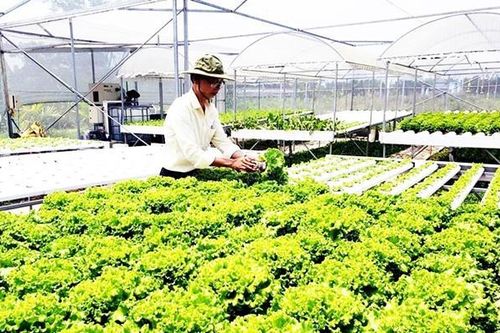 Đà Nẵng dành 500 tỷ đồng phát triển nông nghiệp hữu cơ