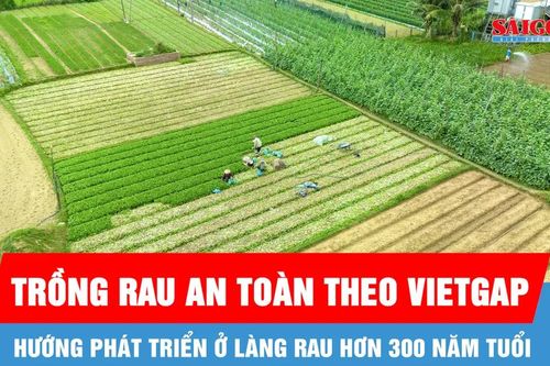 Sức sống mới ở làng rau hơn 300 năm tuổi