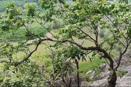 'Cơn sốt' cây muội hồng làm tăng việc khai thác, mua bán trái phép
