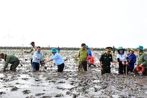 Cần Thơ phát động trồng rừng ngập mặn khắc phục hậu quả thiên tai
