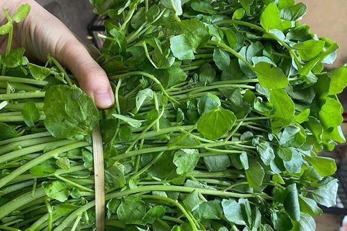 Loại rau tốt nhất thế giới, ở Việt Nam có nhiều, nấu canh ăn cực mát