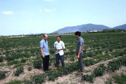 'Quả ngọt' từ chuyển đổi cơ cấu cây trồng