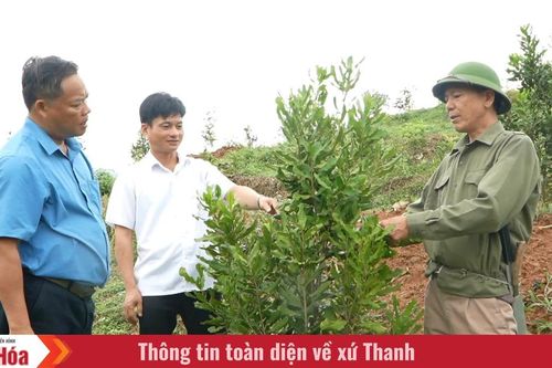 Hành trình phủ xanh cây mắc ca trên đất Thanh Phong