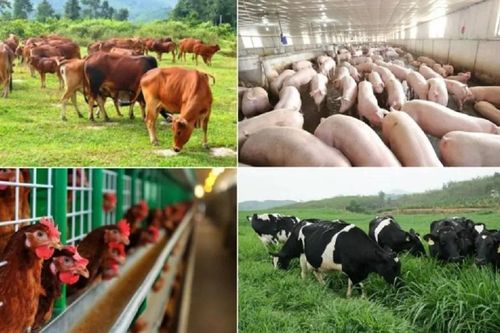Chăn nuôi Việt Nam bứt phá nhờ khoa học và công nghệ