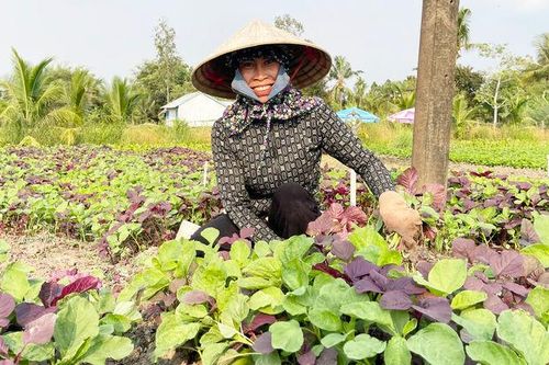 Trồng rau hiệu quả ở Thạnh Lộc