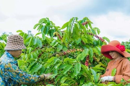 Xuất khẩu cà phê Việt Nam đạt 9 tỷ USD và áp lực thoát bẫy bán thô năm 2026