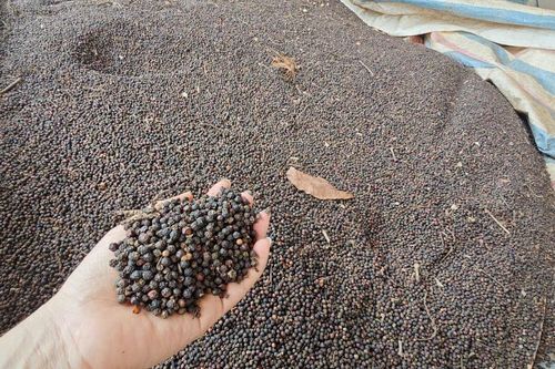 Giá tiêu hôm nay 3/4: Giảm 500-1.000 đồng/kg, cao nhất 139.000